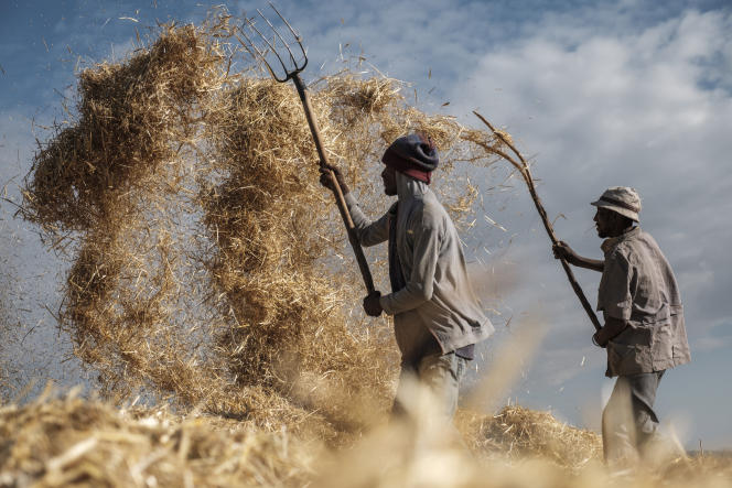Farmers in Gondar, northern Ethiopia, in November 2020.