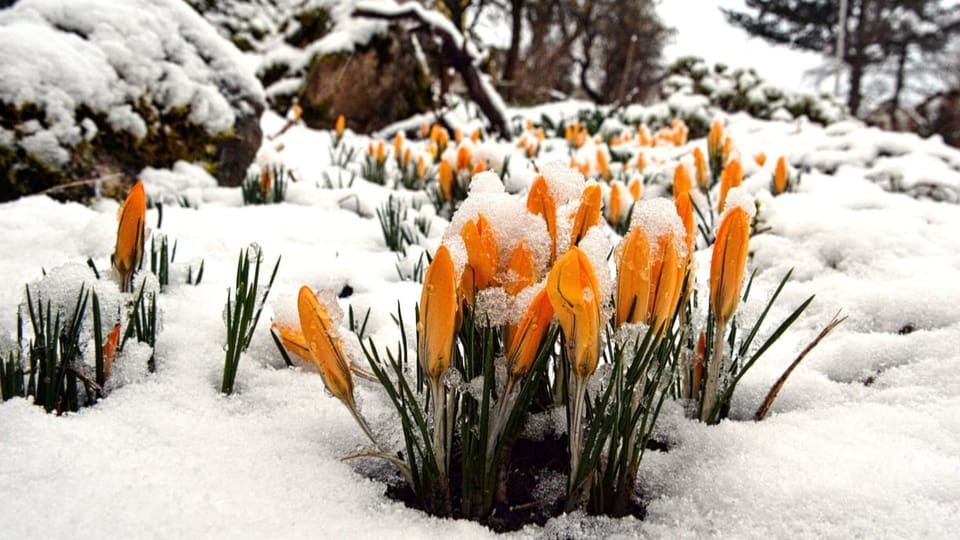 Snow lies on orange flowers