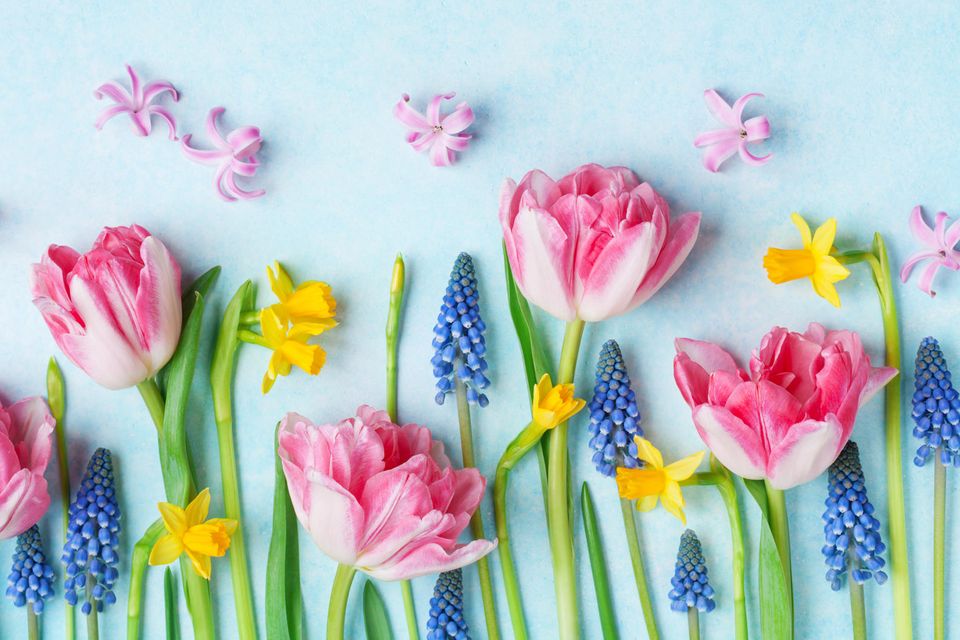 Easter greetings: flowers on a blue background
