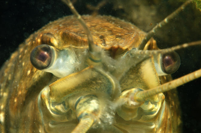An American crayfish in Fouzon (Cher), in March 2012.