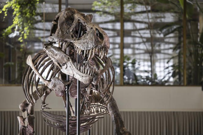 The skeleton of the Tyrannosaurus rex Trinity - 11.6 meters long and 3.9 meters high -, exhibited at a preview organized by the auction house Koller, on March 29, in Zurich, Switzerland. 