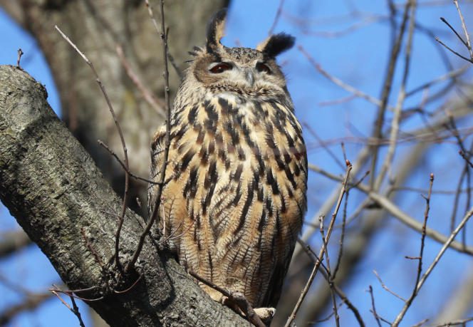 Flaco the owl in Central Park, New York, on February 20, 2023.