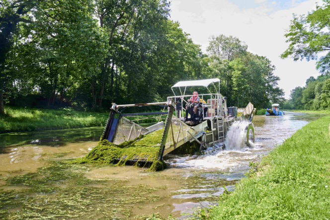 During a cleaning operation on the Canal du Center, near Digoin (Saône-et-Loire), March 10, 2023. A mower-harvester pulls out invasive plants, in particular the heterophyllous watermilfoil.