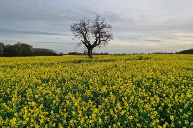 A rapeseed field, in Rouillé (Vienna), on April 11, 2023. 