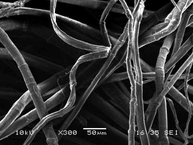 View of individual flax fibers under an electron microscope.  On the leftmost fiber, two “knees” are visible (white streaks).  At the level of these zones of geometric irregularities, the behavior of the fibers in tension is altered.  These defects also increase the porosity of the fibre: water or microorganisms can infiltrate it, damaging the stem. 