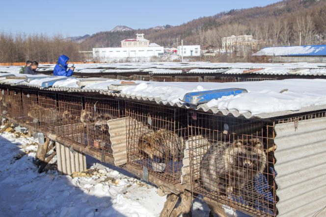 Raccoon dogs and foxes raised for their fur on a farm in Hengdaohezi (Heilongjiang), China.