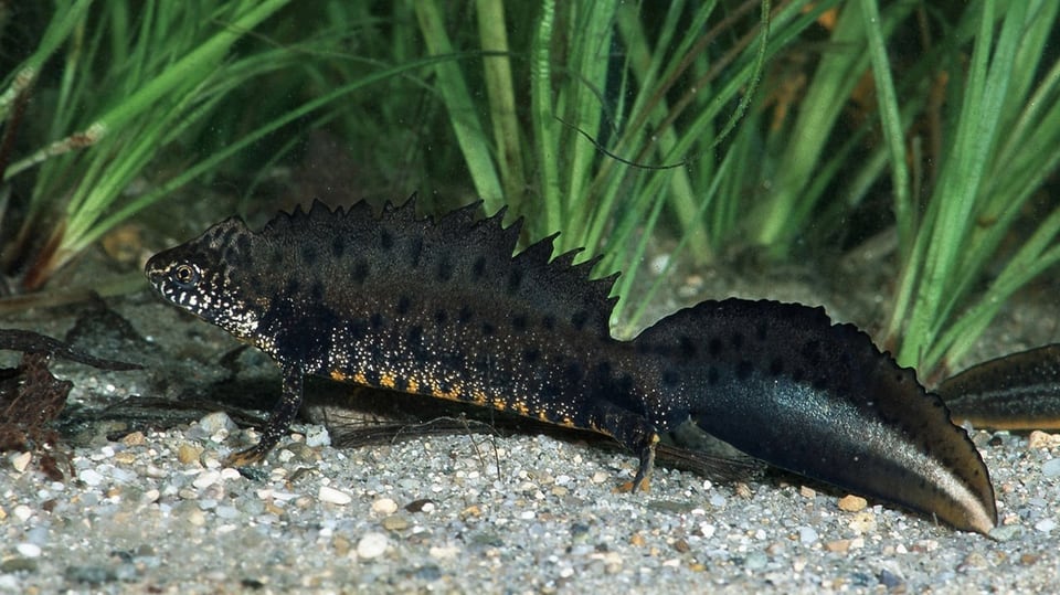 crested newt