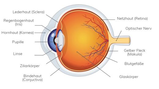 Anatomical representation of the human eye