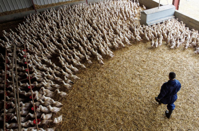 Ducks in a poultry farm, in Castelnau-Tursan (Landes), January 24, 2023.
