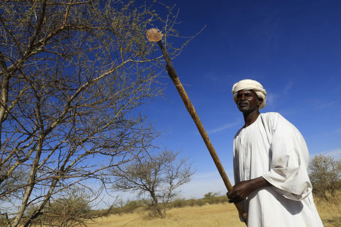 A Sudanese shows freshly harvested acacia sap, 30 km from El-Obeid, on January 9, 2023.