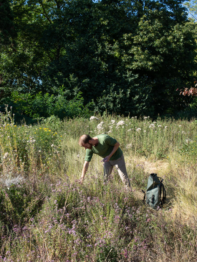 Christophe de Hody picking in the Bois de Vincennes, in July 2020.
