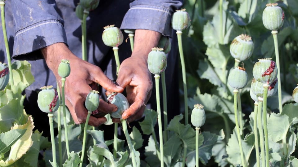 poppy cultivation.