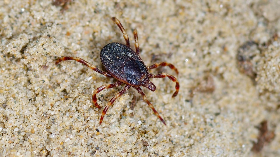 The tropical tick grows up to three times larger than native ticks. 