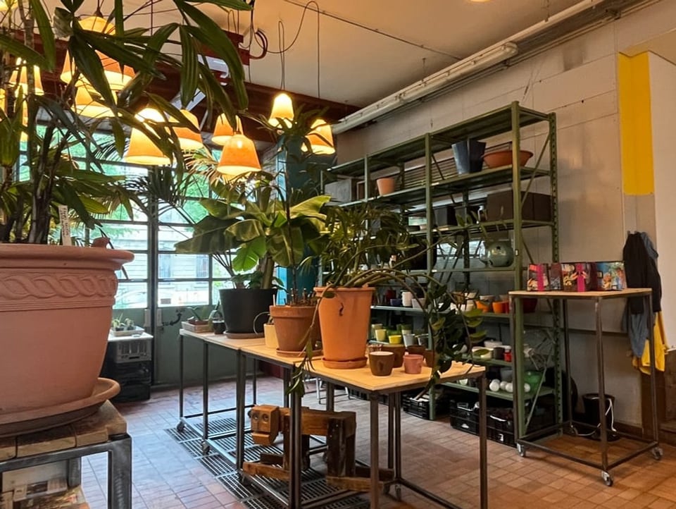 Plants of various sizes are for sale.  The room is equipped with many individual lamps.
