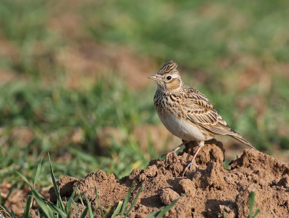 The skylark is a species of bird that nests on the ground.