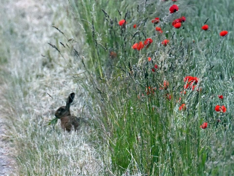 A hare crouches at the edge of a field.