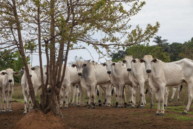 Cattle grazing on a ranch inside the Nascentes da Serra do Cachimbo Biological Reserve, Brazil, in October 2019.