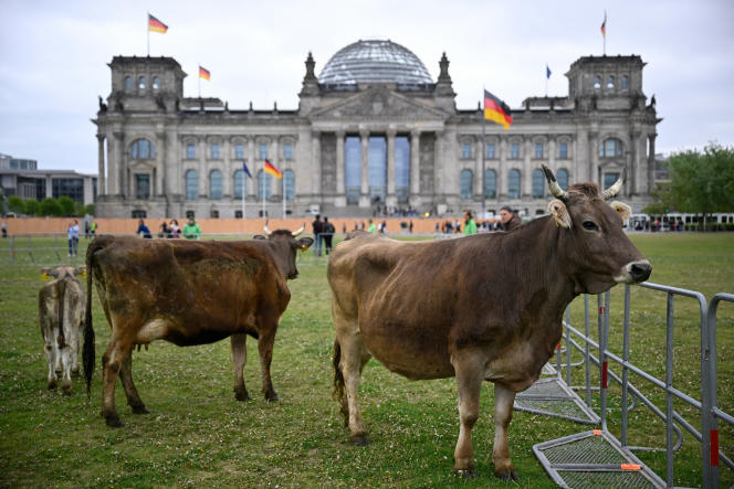 In front of the Reichstag, in Berlin, during a Greenpeace campaign for more animal-friendly dairy farming, May 16, 2023.