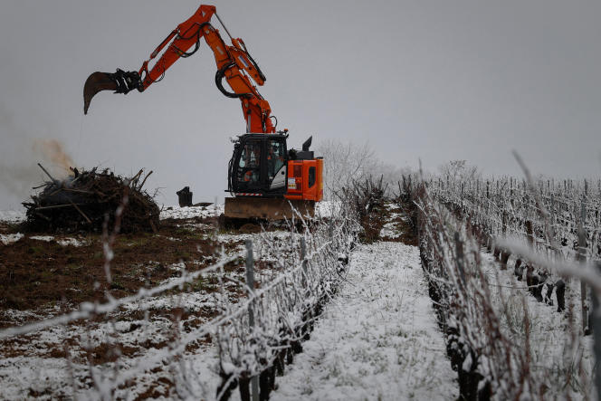 Uprooting of vines, in a vineyard in Haux (Gironde), January 18, 2023. 