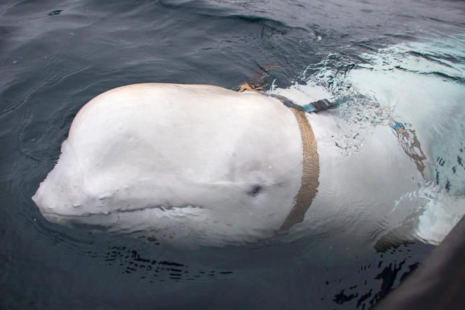 The Hvaldimir beluga whale, when it was discovered in 2019 with an “Equipment St Petersburg” harness, near Hammerfest, in northern Norway.