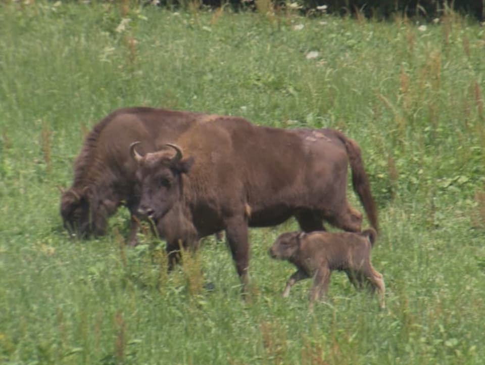 bison.