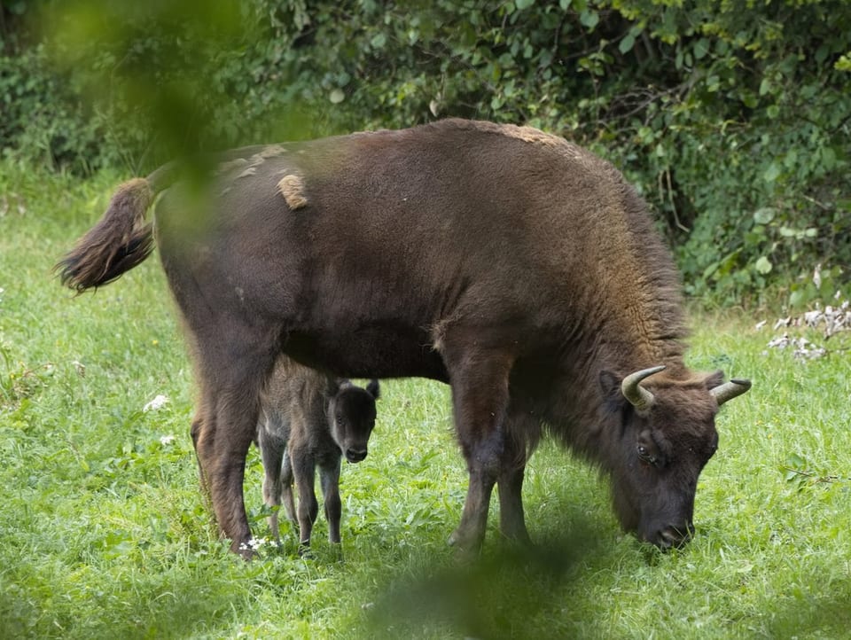 Bison with calf.