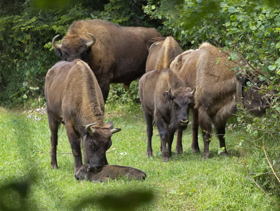 Bison with calf in the grass. 