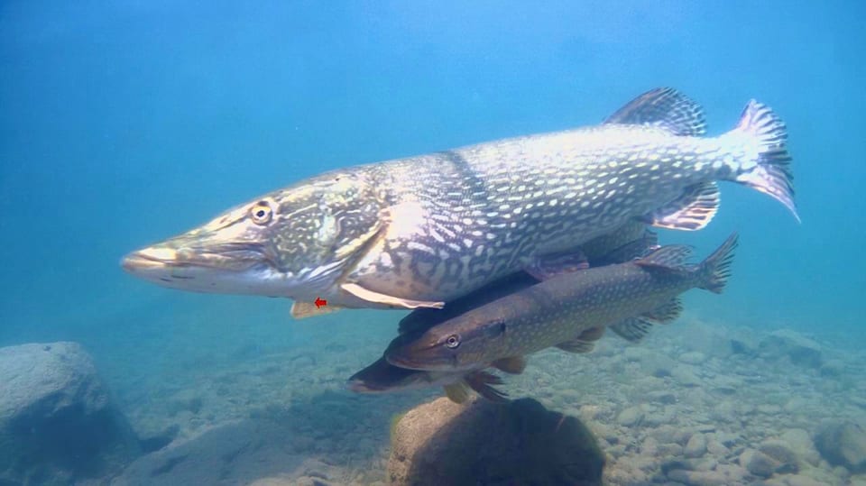 Two smaller male pike swim under a female pike.