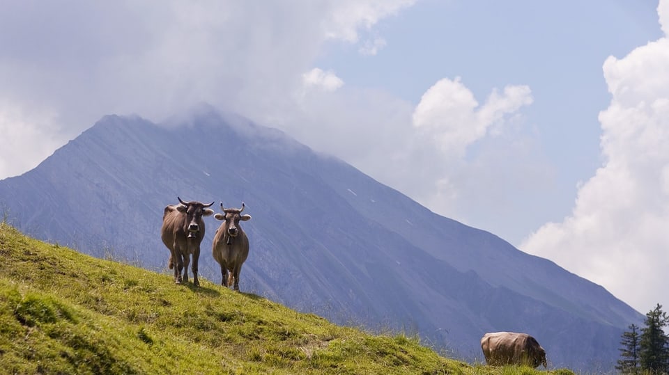 Cows on an alp.