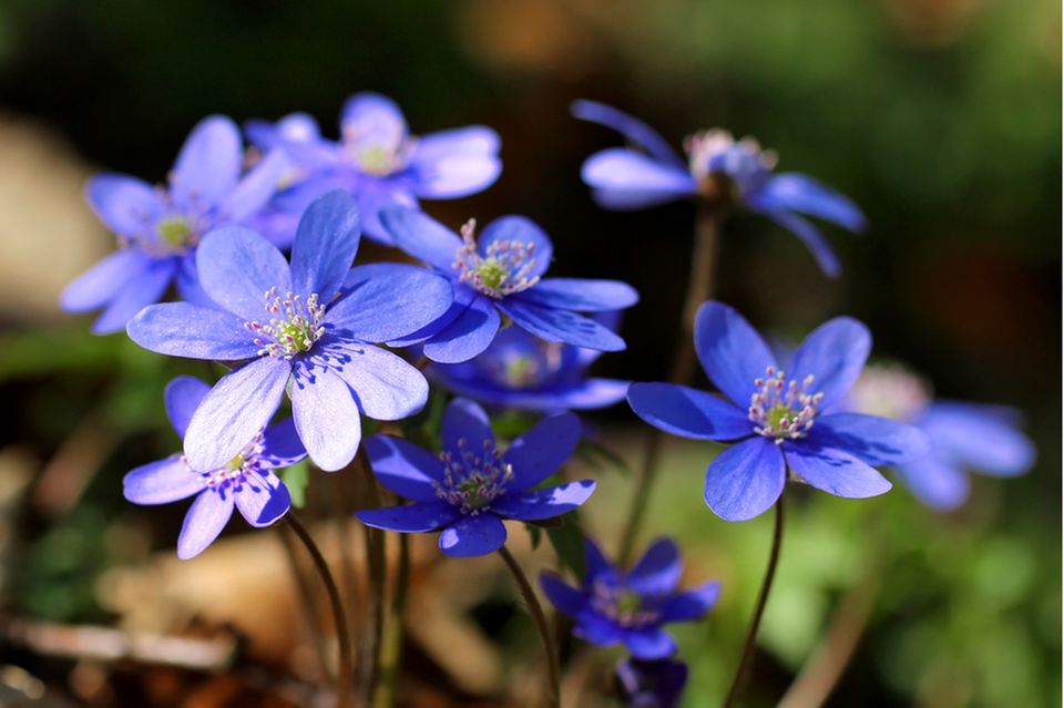 Plants for the shade: Hepatica