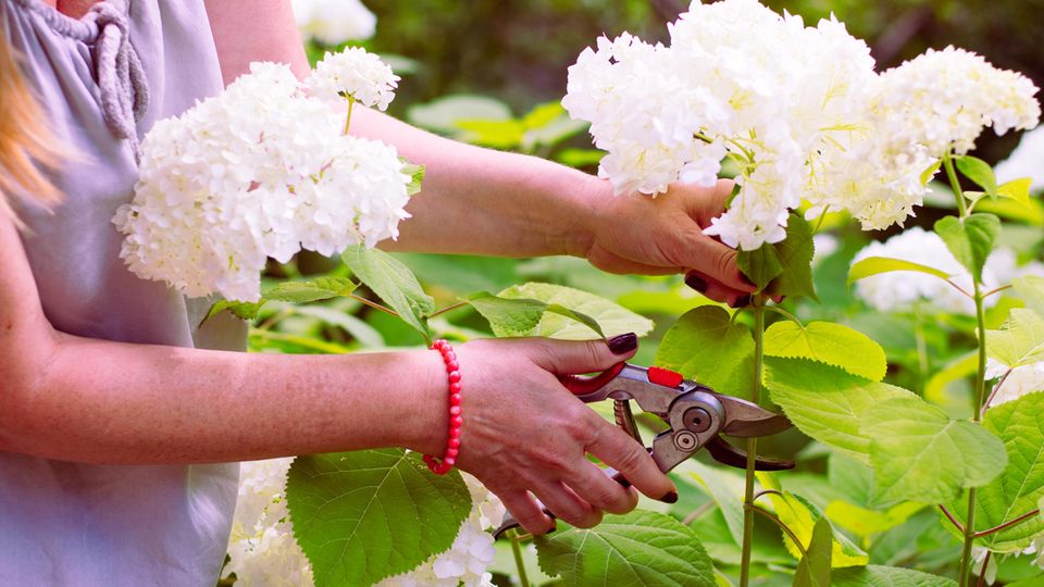 Cutting hydrangeas: Woman cuts off white hydrangea flowers