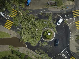 A fallen tree in a roundabout