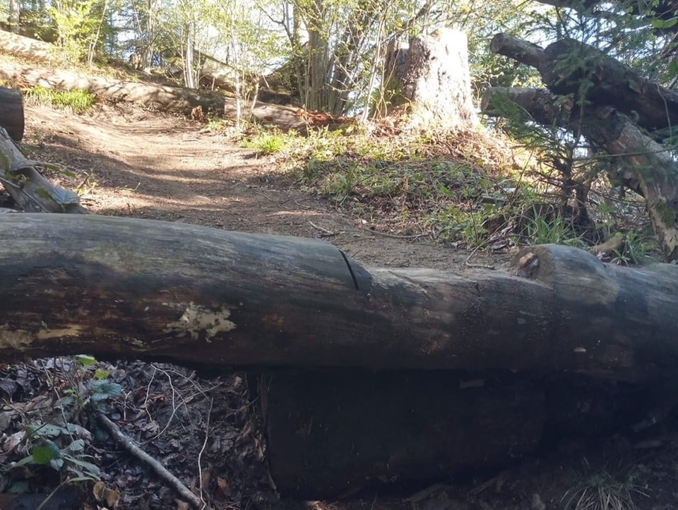 Biketrail führt über einen Holzstamm 