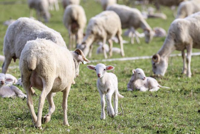 A flock of ewes and their lambs, in Saint-Felix-de-Rieutord (Ariège), March 29, 2023.