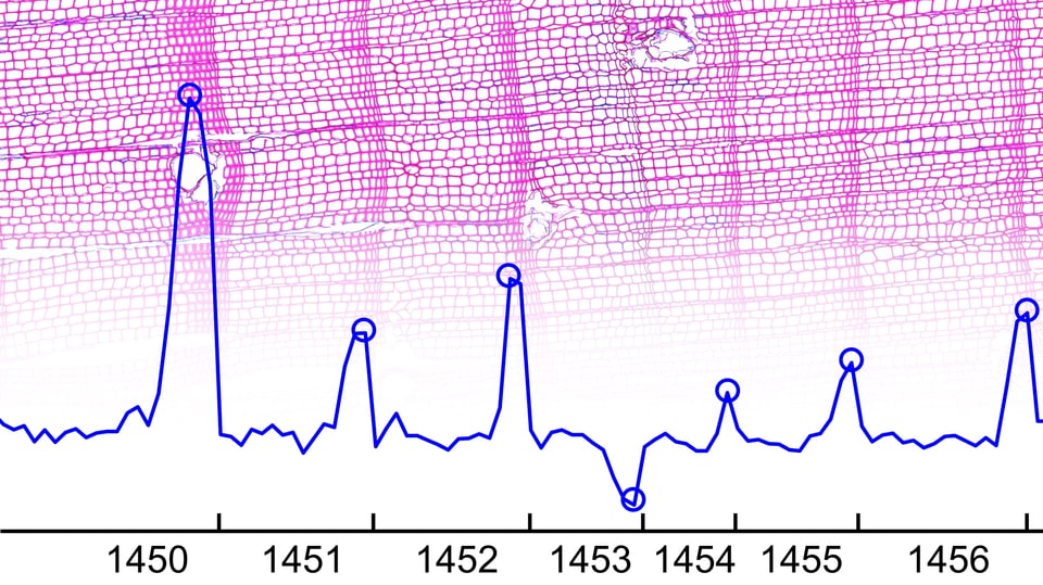 It is a graph showing temperature variations between the years 1450 and 1556.