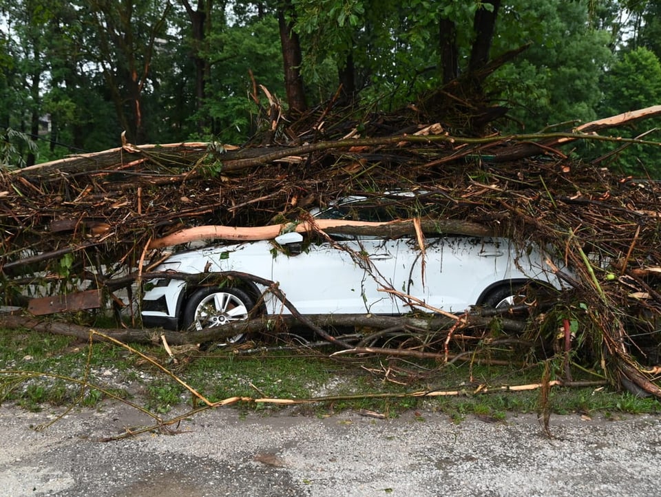 Fallen tree on car.