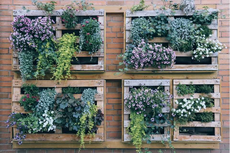 Vertical garden on the balcony: pallets with plants