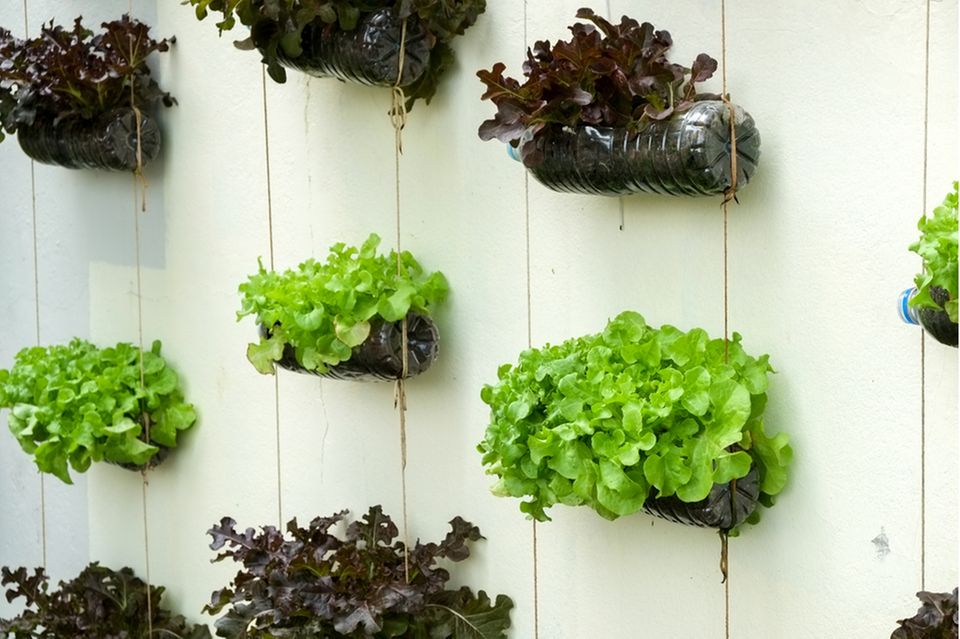 Vertical garden on the balcony: upcycled bottles with plants
