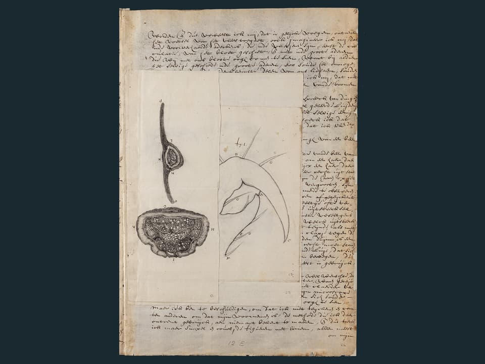 Leeuwenhoek adds detailed drawings to his letters. 