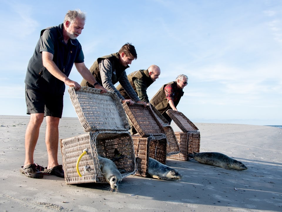 Three seals are released from baskets by humans
