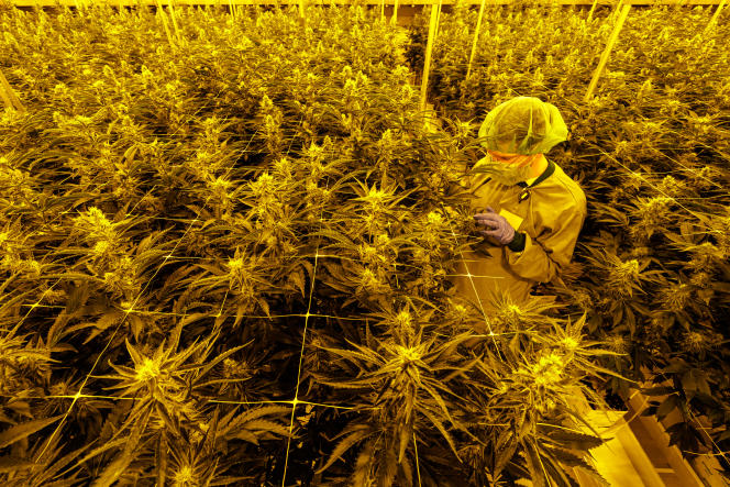 A greenhouse at German pharmaceutical company Demecan's production site for medical cannabis in Ebersbach near Dresden in eastern Germany on November 28, 2022.