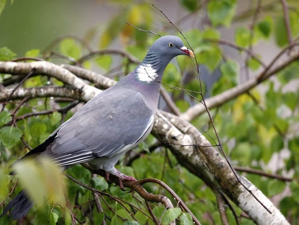 Pigeon sits on tree and collects small branches for a nest.