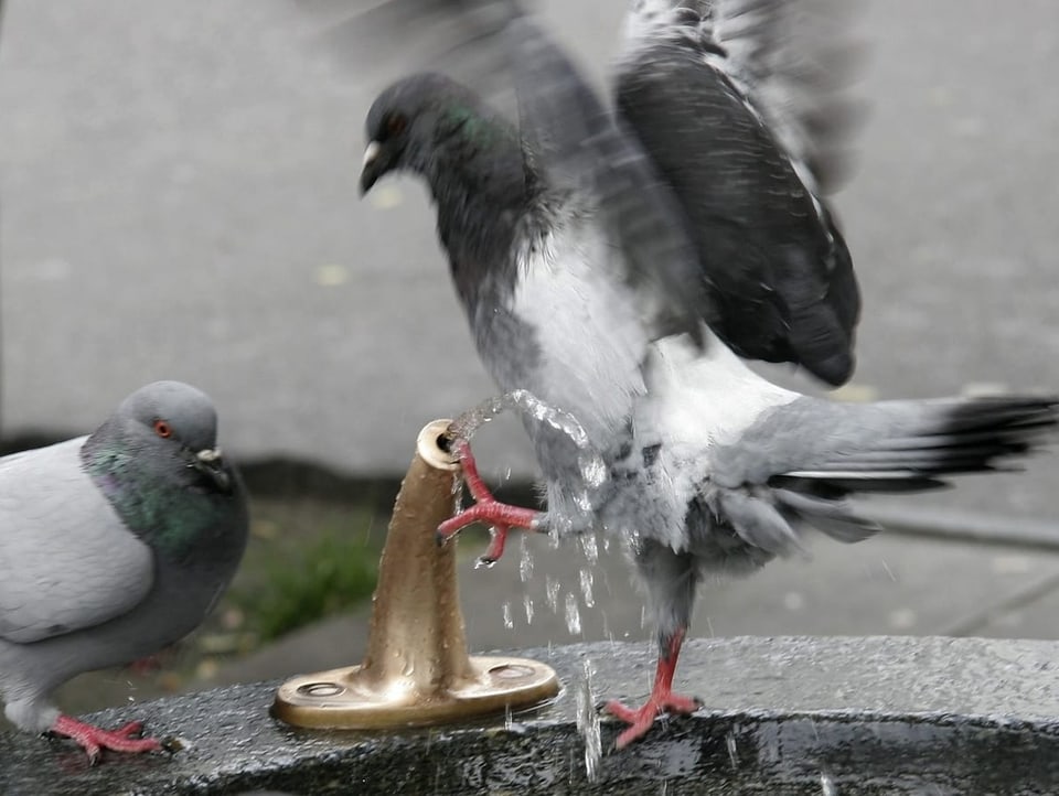 One pigeon stretches its leg into a small well, the other pigeon sits next to it.