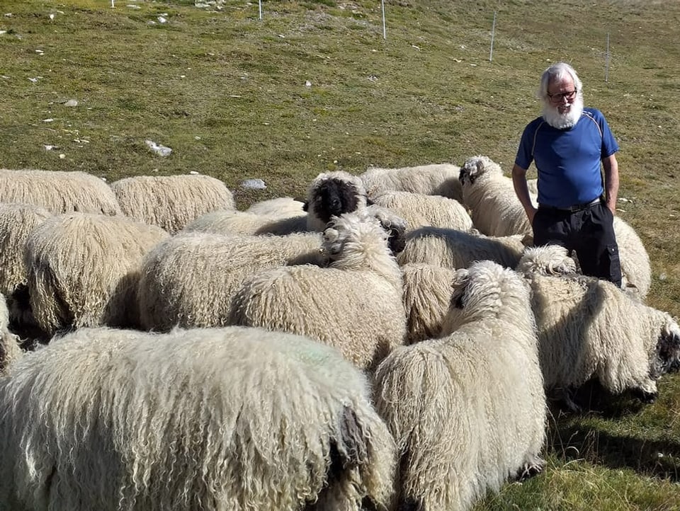 A bearded man among sheep.