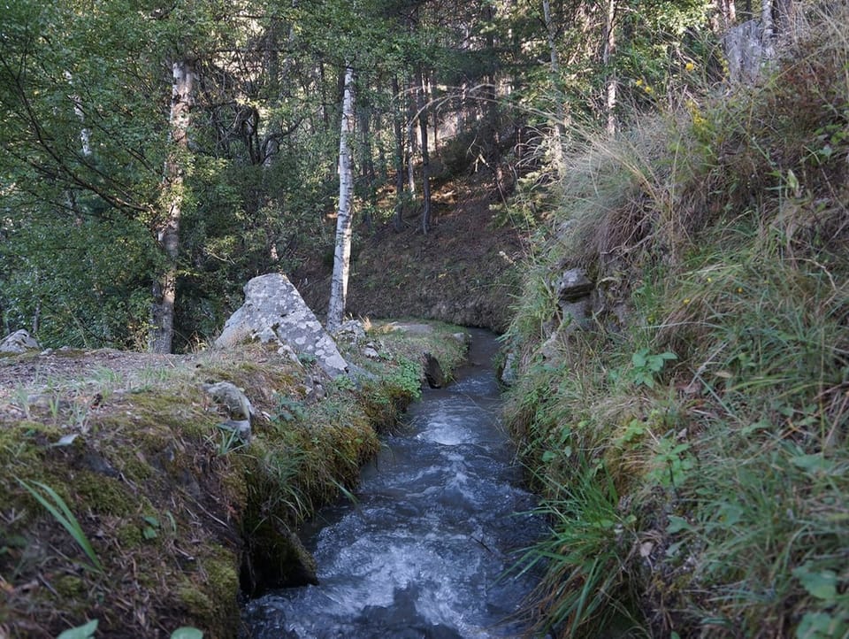 A mountain stream flows through a forest.