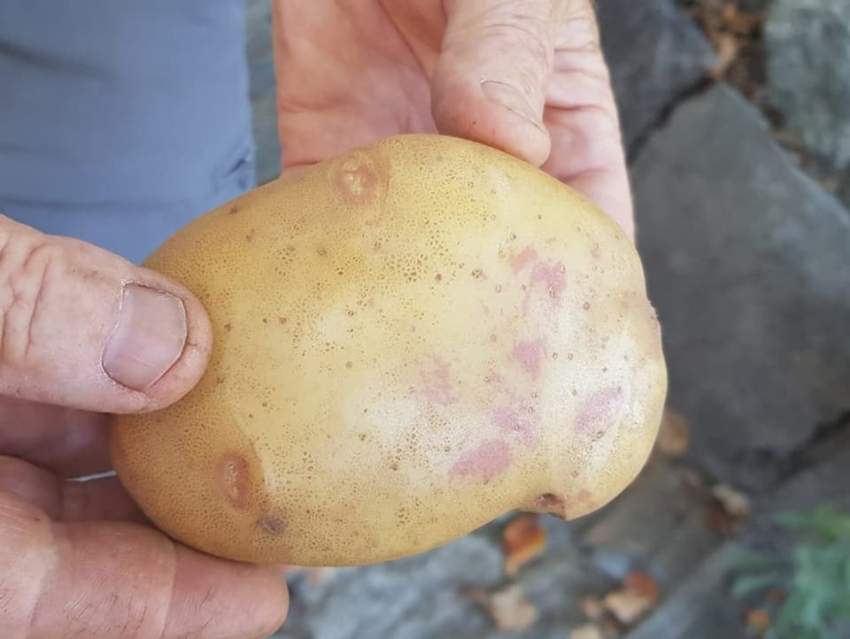 A big potato.