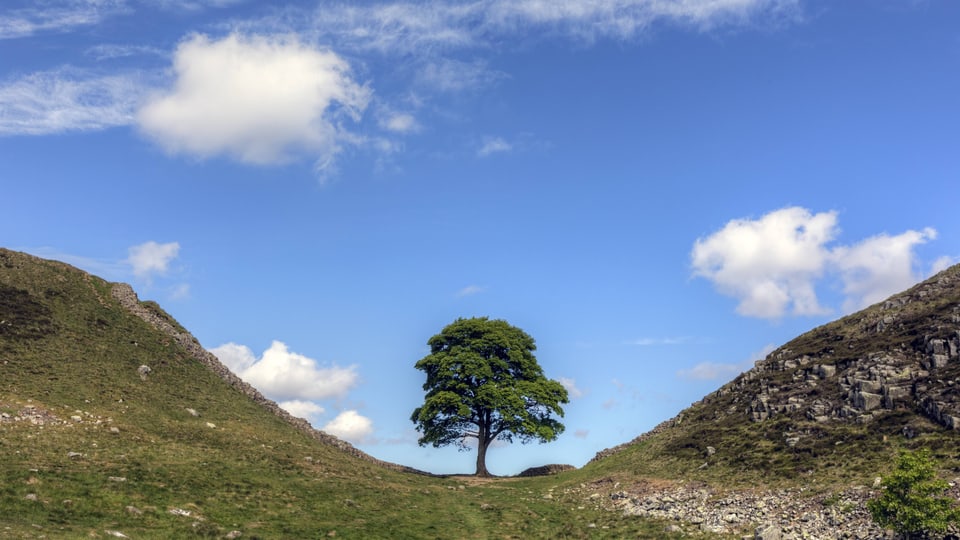 The famous sycamore maple stood iconically in the Sycamore Gap - until it was felled.