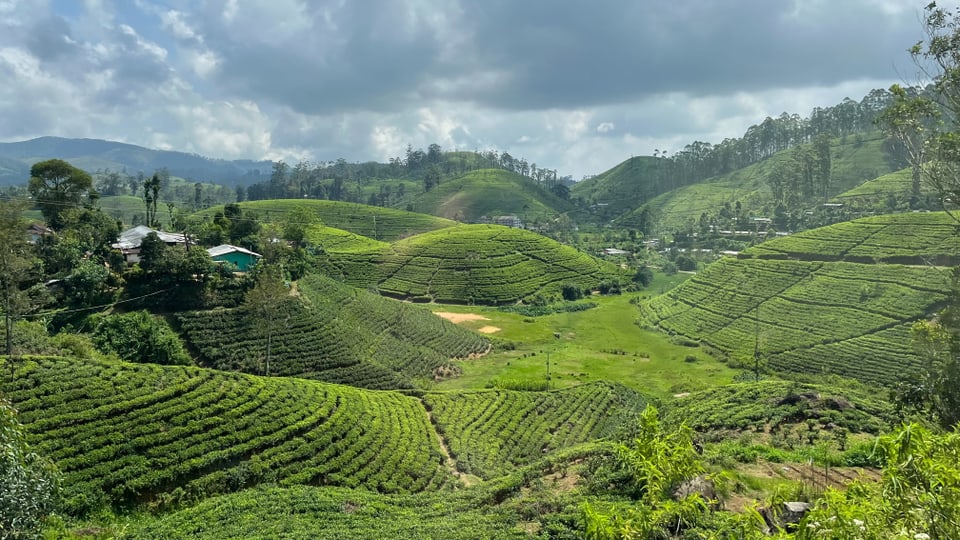 The Nuwara Eliya tea region in the highlands of Sri Lanka.