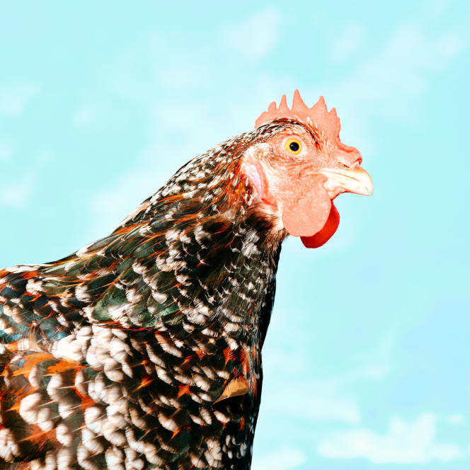 A tricolor sussex breed hen, from Le Haut-Montmartre breeding, belonging to Manuela Leduc, in Cléré-les-Pins (Indre-et-Loire), August 31, 2023.