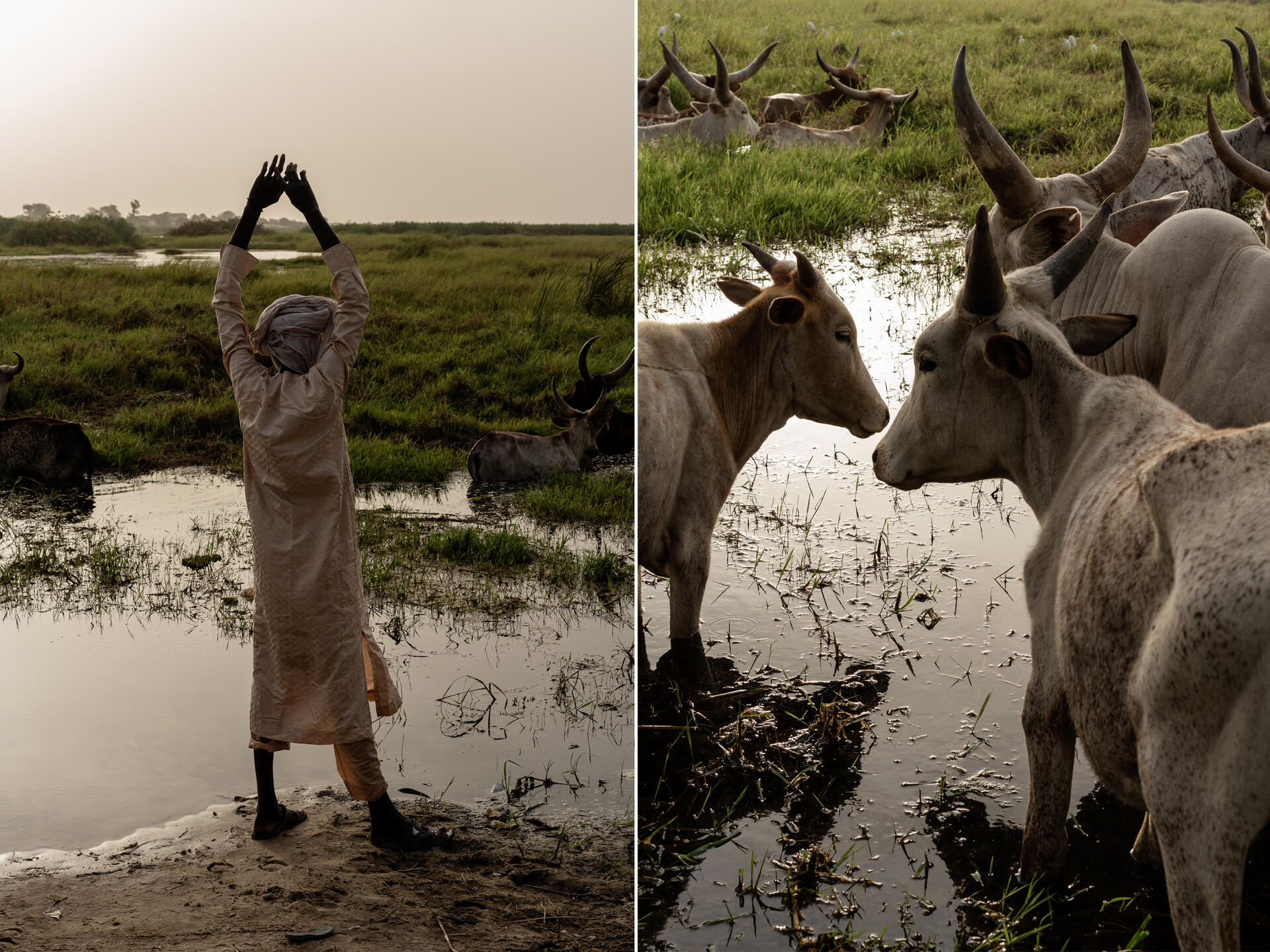 A herder directs his animals into the water of a creek of Lake Chad, in Baga Sola, April 1, 2023. Kouri cattle feed on grasses on the banks of Lake Chad, in Baga Sola, Chad, on April 1, 2023. April 1, 2023.